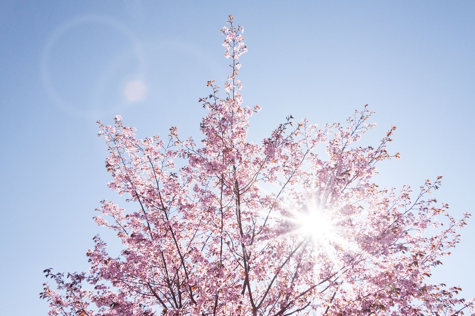 photo de cerisier